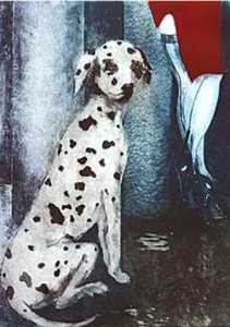 Dalmation dog out for walk